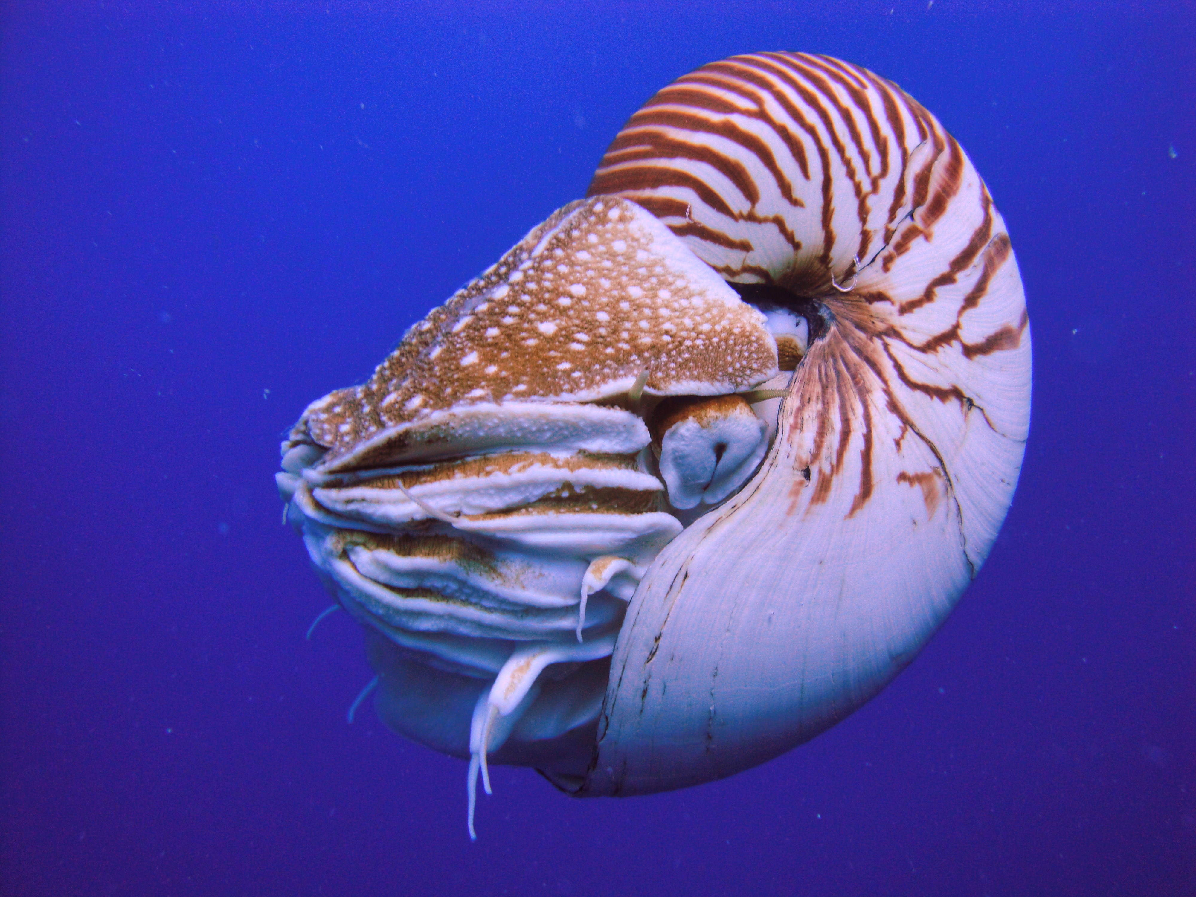 nautilus.jpeg